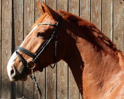 Springpferd Cinaico (Deutsches Sportpferd, 2015, von Cappucino)
