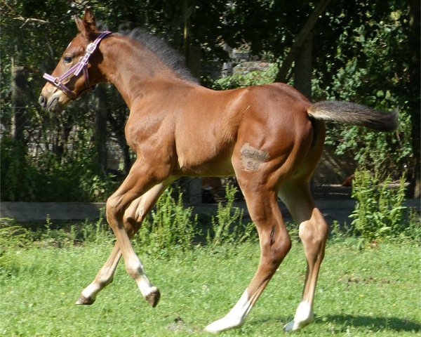 broodmare Camilla 172 (German Sport Horse, 2015, from Cappucino)