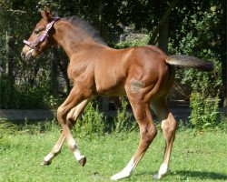 broodmare Camilla 172 (German Sport Horse, 2015, from Cappucino)