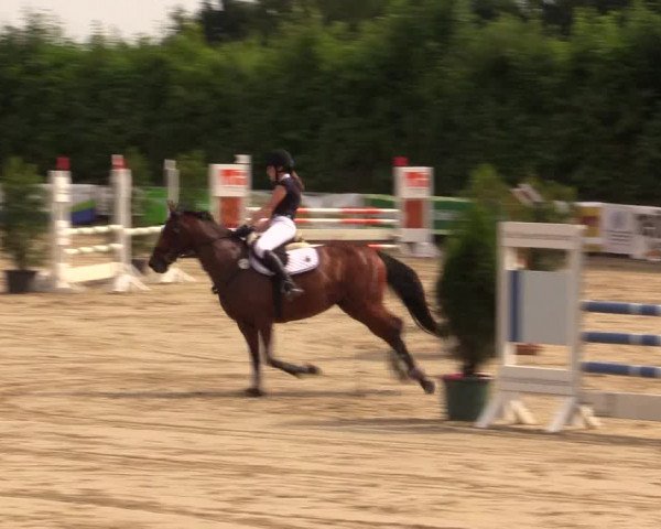 Reitturnier Fröndenberg 2017