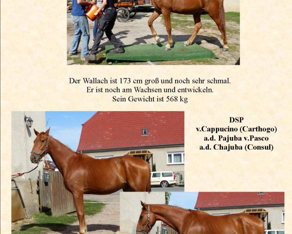 horse Capasco (German Sport Horse, 2015, from Cappucino)