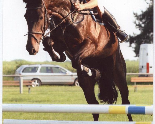 broodmare Miss Solera (Brandenburg, 2001, from Severus xx)