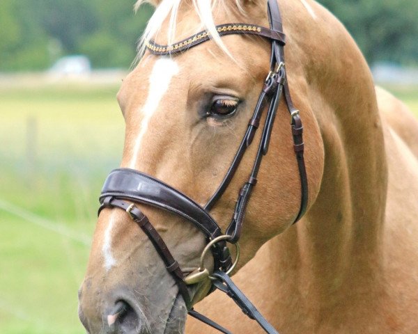 horse Michel aus Löneberga (German Sport Horse, 2015, from Magic Memphis)