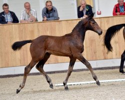 jumper Chamani (Westphalian, 2015, from Chaman)