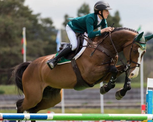 jumper Quarisma Della Caccia (Italian Warmblood, 2011, from Quaprice Z)