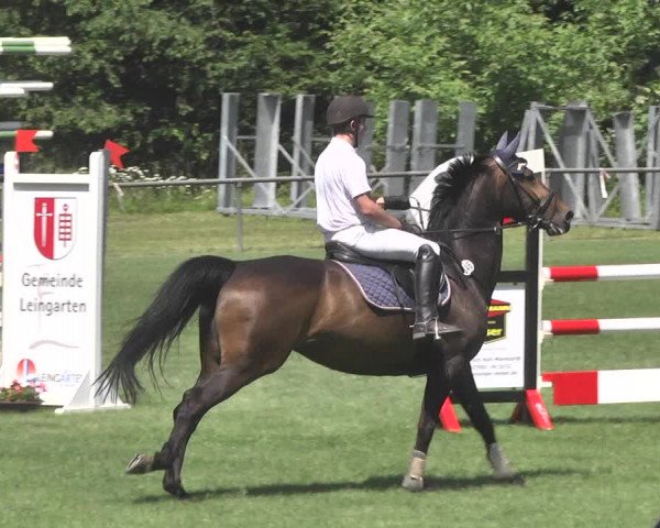 Reitturnier Leingarten 2017