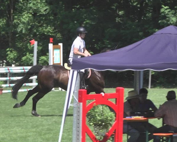 Reitturnier Leingarten 2017