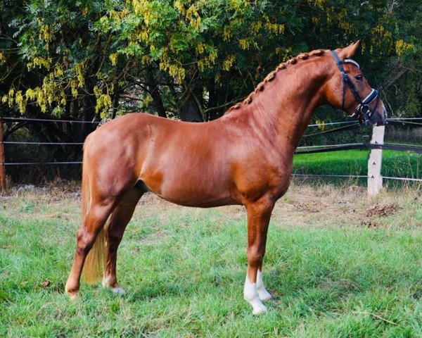 dressage horse Alaba RR (German Riding Pony, 2016, from A new Star)