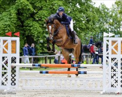 Springpferd Nothin' to lose (Holsteiner, 2014, von Numero Uno)
