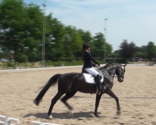 Reitturnier Fröndenberg 2017