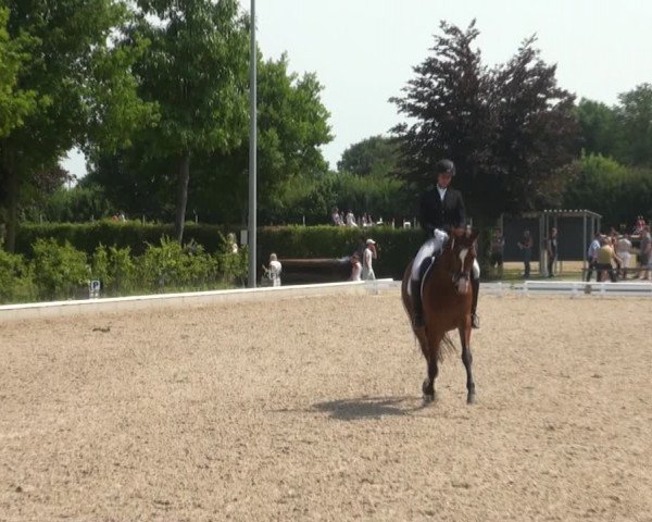 Reitturnier Fröndenberg 2017