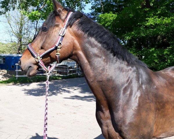 dressage horse Kavon 2 (Mecklenburg, 2009, from Korlandus)