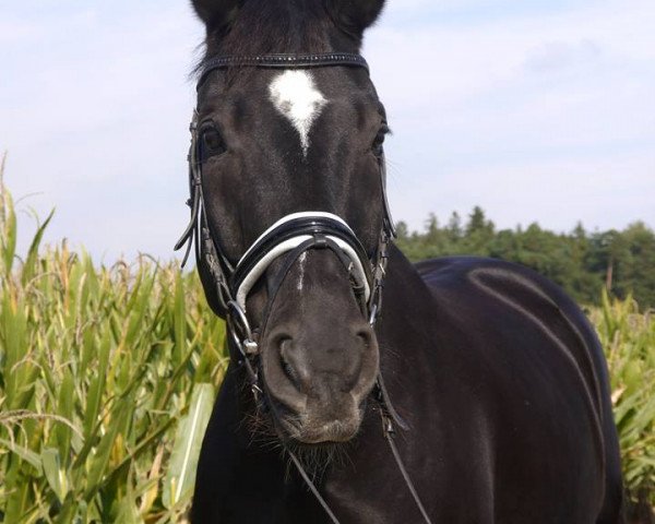dressage horse Raffaello 44 (Bavarian, 2002, from Romantiko)