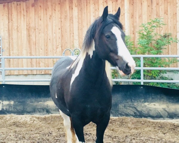 horse Lugh Taranis Skywalker (Tinker / Irish Cob / Gypsy Vanner, 2013, from Cairain)