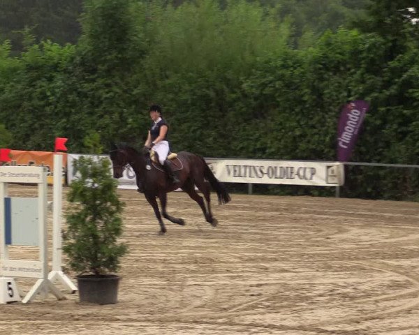 Reitturnier Fröndenberg 2017