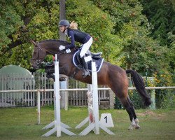 broodmare Desteny 102 (New Forest Pony, 2012, from Woodrow Carisbrooke)