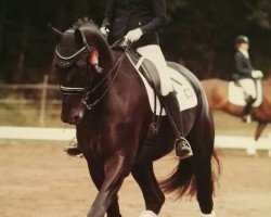 dressage horse Imposant 27 (Trakehner, 2012, from All Inclusive)