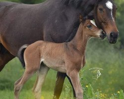 broodmare Donna Carlyta (German Sport Horse, 2018, from Carleyle)