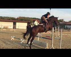 Springpferd Lucky Liam (Rheinländer, 2008, von Lacassini)