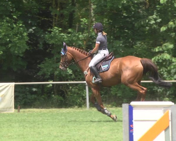 Reitturnier Leingarten 2017