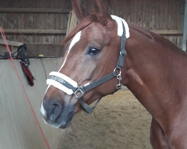 horse Hillary (Austrian Warmblood, 2010, from Fit for Fun)