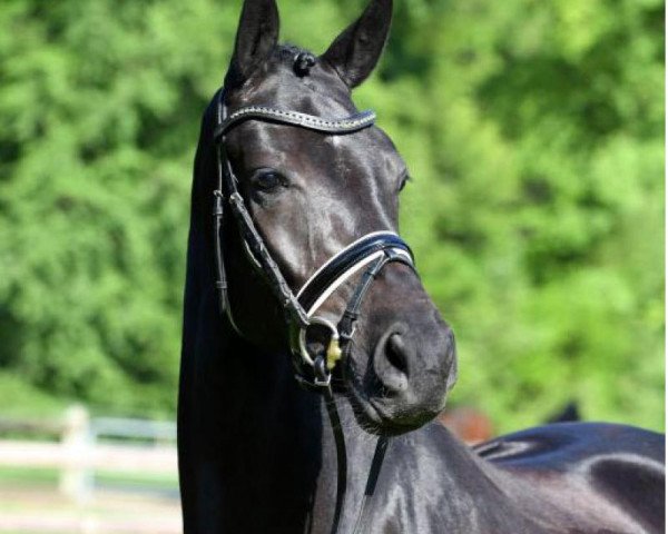 dressage horse Royal Nobless (Oldenburg, 2014, from Don Nobless)