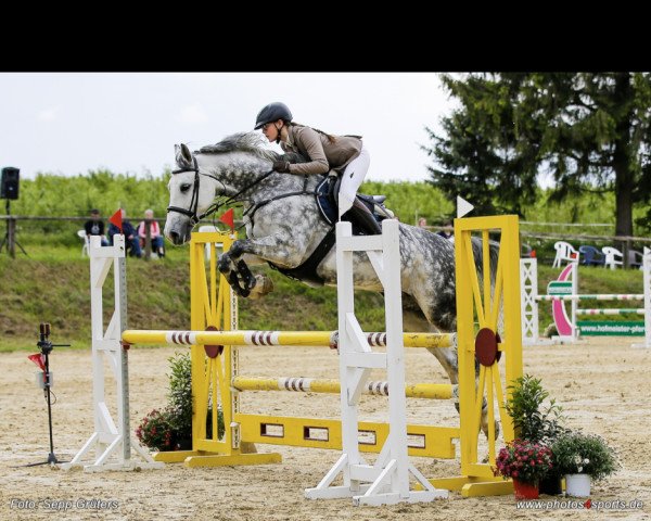 jumper Corlenska (Westphalian, 2009, from Corlensky G)