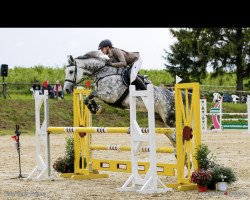 jumper Corlenska (Westphalian, 2009, from Corlensky G)