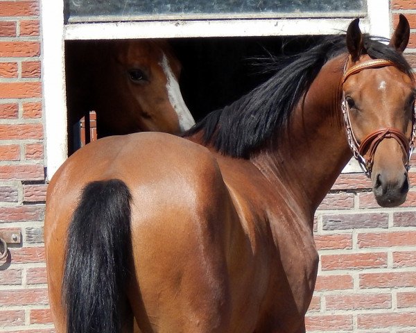 Dressurpferd Boateng N (Deutsches Reitpony, 2015, von Top Berlin)