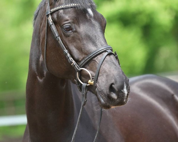 Pferd Benvenida (Trakehner, 2012, von Amadelio)