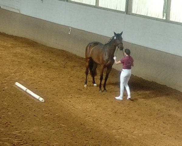 broodmare Flying Melody HL (German Sport Horse, 2014, from E.H. Millennium)