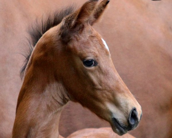 horse Viserion (Oldenburg, 2019, from Valverde NRW)