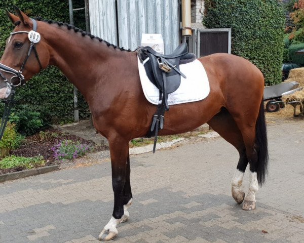 broodmare A dance (KWPN (Royal Dutch Sporthorse), 2010, from Ampère)