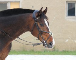 Springpferd Libertas Z (Zangersheide Reitpferd, 2000, von Limborat)