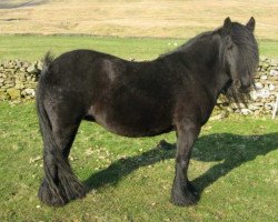 broodmare Banksgate Galway Girl (Fell Pony,  )