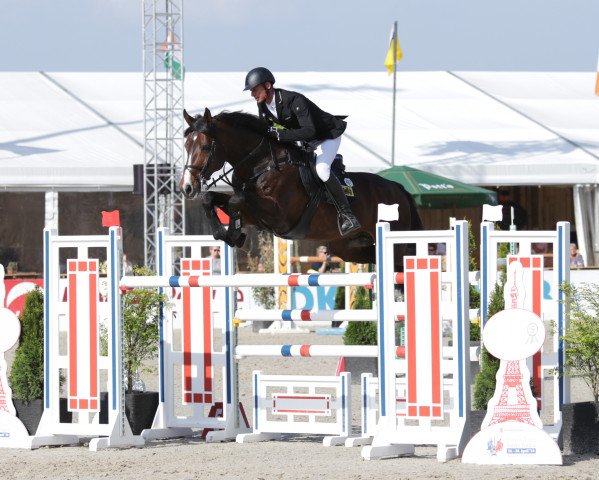 stallion CHARCO (Westphalian, 2009, from Chin Quin)