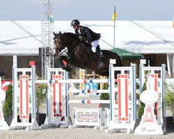 stallion CHARCO (Westphalian, 2009, from Chin Quin)