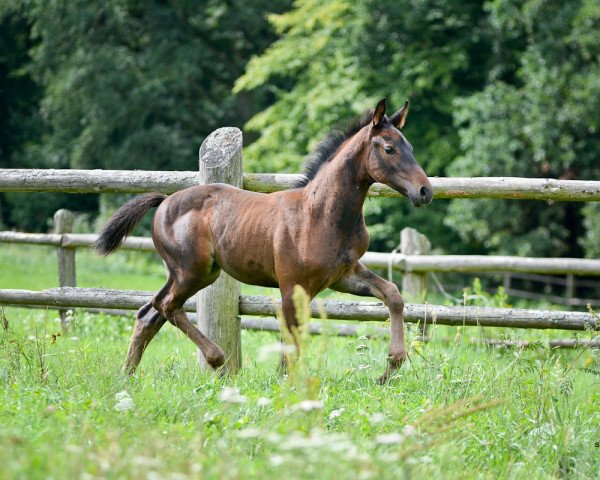 horse Cristal Life (Oldenburg, 2018, from Cristallo I)