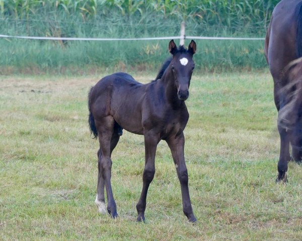 horse Van Vitalis (Westphalian, 2018, from Vitalis) horse Van Vitalis (Westphalian, 2018, from Vitalis)
