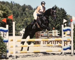 Springpferd Dark Lady M (Schweizer Warmblut, 2005, von Dark Dream)