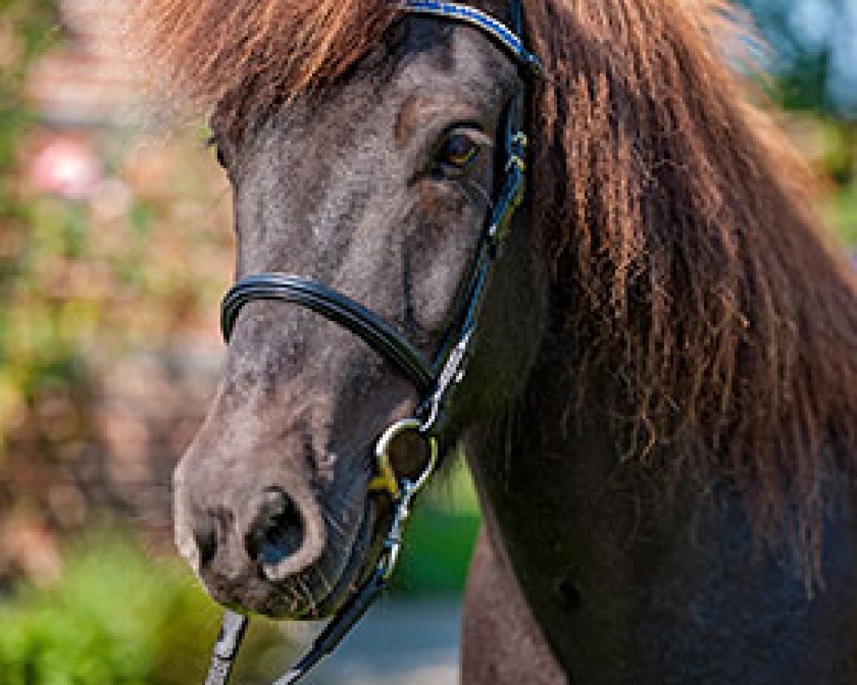 horse Aaron von Uphoven (Iceland Horse,  , from Sokrates von Gretesch)