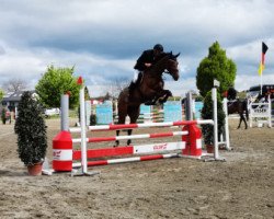 broodmare Cocada Di Coco (Holsteiner, 2013, from Cormint)