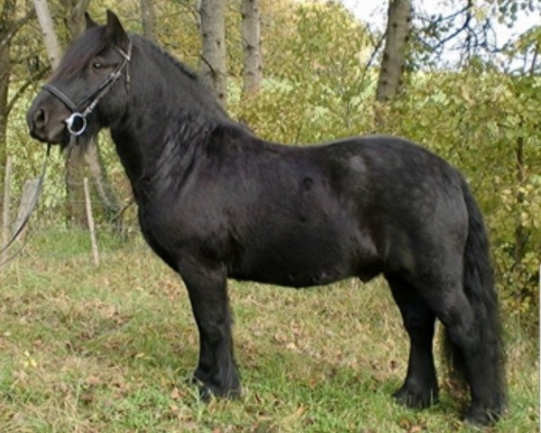 Pferd Merryland Shadow (Fell Pony, 2008, von Townend Donny II) Pferd Merryland Shadow (Fell Pony, 2008, von Townend Donny II)