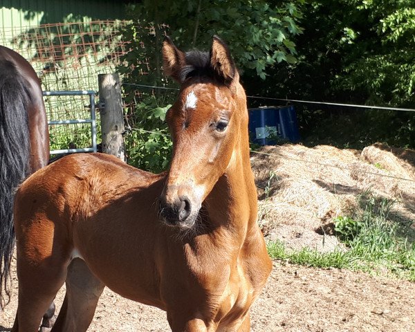 broodmare Bellona Nobilis (Hanoverian, 2018, from Buckingham)