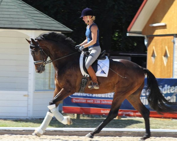 dressage horse Fabelhaft Gk (Oldenburg, 2015, from Fürstenball)