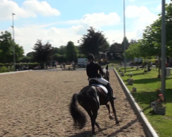 Reitturnier Fröndenberg 2017