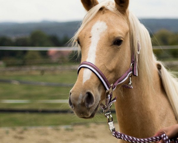 Dressurpferd Golden Cinderella (Deutsches Reitpony, 2017, von Golden West NRW)