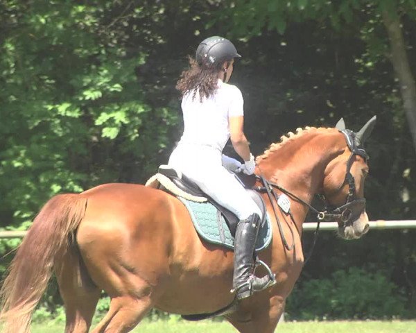 Reitturnier Leingarten 2017
