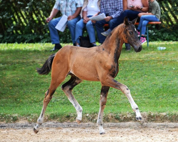 horse Daylight DADP (Bavarian, 2018, from Daybreak M)