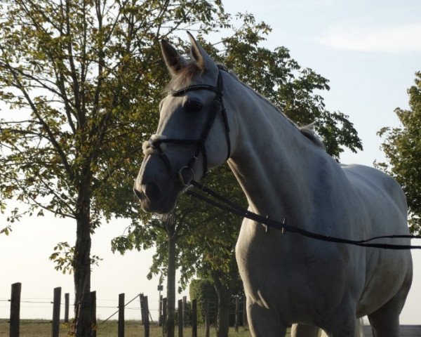 broodmare Penny Lane 364 (Zangersheide riding horse, 2008, from Pablo van Berkenbroeck)